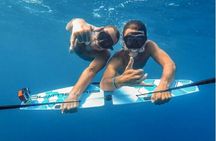 Small Group Wild Dolphin Tour: Swim, Paddle Board and Subwing