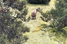 Cradle Mountain Sightseeing Tour from Devonport or Burnie