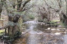 Cradle Mountain Sightseeing Tour from Devonport or Burnie
