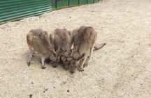 Wings Wildlife Park and Scenic Tour 