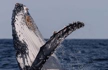 Sydney Whale Watching and Catamaran Sailing Private Half Day Tour