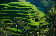Ubud: Monkey Forest, Water Temple, Rice Terrace, Waterfall