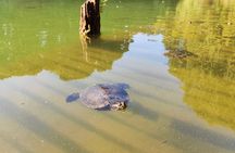 Trekking in the Wood with picnic on the turtles lake