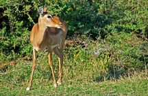 3 Days Safaris Tsavo East National Park and Taita Hills Saltlick