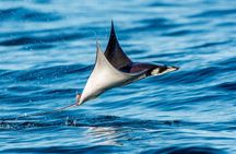 Mobulas Safari and Wildlife in La Ventana with a Marine Biologist