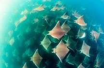 Mobulas Safari and Wildlife in La Ventana with a Marine Biologist