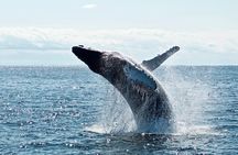 Mobulas Safari and Wildlife in La Ventana with a Marine Biologist