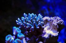 La Paz: Coral Farm Snorkel Tour