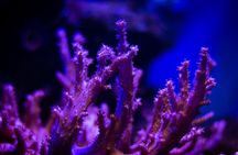 La Paz: Coral Farm Snorkel Tour