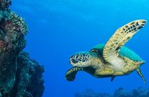 Try Scuba Diving on Kaua’i with Sea Turtles