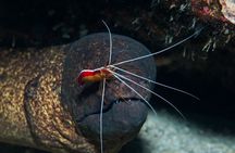 Try Scuba Diving on Kaua’i with Sea Turtles