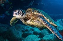 Try Scuba Diving on Kaua’i with Sea Turtles
