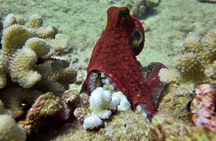 Try Scuba Diving on Kaua’i with Sea Turtles