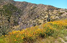 Sonoran Desert To MountainTop Jeep Tour minutes from Scottsdale