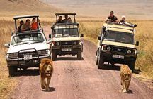 1 Day Private Ngorongoro Crater Safari