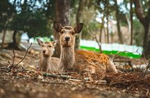 3 Days Private Osaka Kyoto and Nara Tour With English Driver
