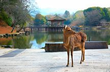 3 Days Private Osaka Kyoto and Nara Tour With English Driver