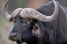  Guided Day Excursion through the Breede River Valley Big Five 
