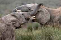  Guided Day Excursion through the Breede River Valley Big Five 