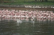 4 Day Group Safari Masai Mara & L Nakuru-4 WD