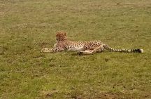 3 Days, 2 nights Masai Mara Small Group Safari -4 x 4 jeep