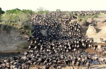 3 Days, 2 nights Masai Mara Small Group Safari -4 x 4 jeep