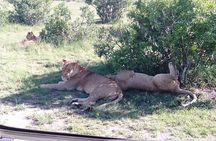 3 Days, 2 nights Masai Mara Small Group Safari -4 x 4 jeep
