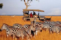 Tala Game Reserve and Phezulu Safari Park from Durban