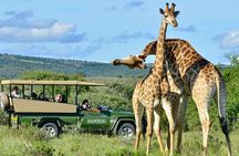 Half Day Tala Game Reserve and Natal Lion Park from Durban