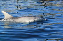 Capo Figari: Dolphin sighting from Olbia