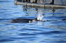 Capo Figari: Dolphin sighting from Olbia