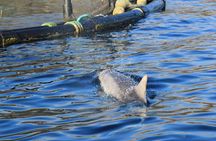 Capo Figari: Dolphin sighting from Olbia