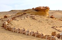 Wadi Al-Hitan Private Valley of the Whales Day Tour From Cairo