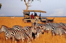 Tala Game Reserve, Phezulu Safari and Natal Lion Park from Durban