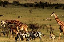 Tala Game Reserve, Phezulu Safari and Natal Lion Park from Durban