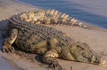 Tala Game Reserve and Phezulu Safari Park from Durban