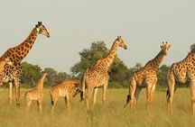 Tala Game Reserve, Natal Park and Phezulu Safari from Durban