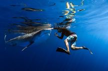 Safe and Educational Shark Dive from Haleiwa: Sharks Guaranteed