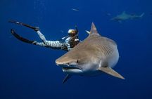 Safe and Educational Shark Dive from Haleiwa: Sharks Guaranteed