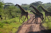 Half Day Safari Tour from Durban