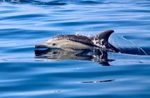 Whale Watching Discovery Tour from Lake Macquarie
