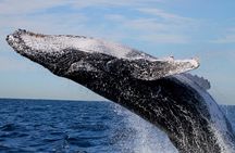 Whale Watching Discovery Tour from Lake Macquarie