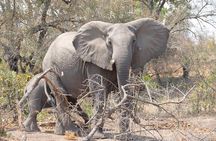 Walking Safari of Mosi-oa-Tunya National park, Livingstone Zambia