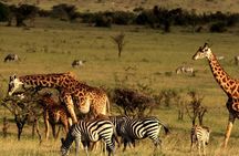 Half Day Tala Game Reserve and Natal Park from Durban