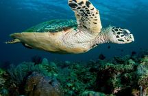 Daymaniyat Islands Oman Sharing Tour