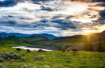 Yellowstone in a Day - Grand Loop Yellowstone Tour