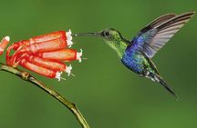 2 Days Private Tour to Mindo with Adventures and Birdwatching 