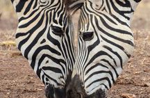 Game Drive in Zambezi National Park, Victoria Falls 