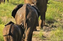 Game Drive in Zambezi National Park, Victoria Falls 