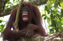 Bukit Merah Orang Utan and Penang City Private Tour